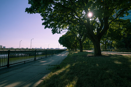 city,  park,  background,  tree,  path,  sidewalk,  sun,  day,  green,  grass,  landscape,  view, ...