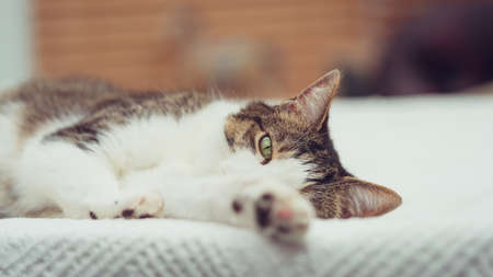 sleeping,   cat,   animal,   pet,   feline,   cute,   bed,   nap,   fur,  domestic,  eye,  home, ...