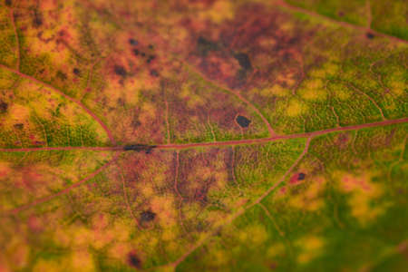 leaf,   abstract,   nature,   october,   september,   autumn,   background,   plant,   tree,  ...