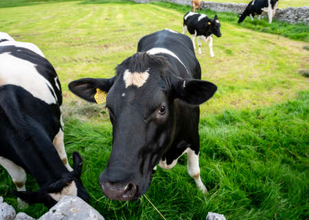 cow,   cattle,   close,   animal,   farm,   agriculture,   head,   looking,   livestock,   domestic,...