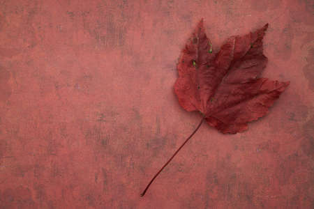 seasonal,  leaf,  background,  red,  fall,  autumn,  maple,  flat lay,  rustic,  copyscape, ...