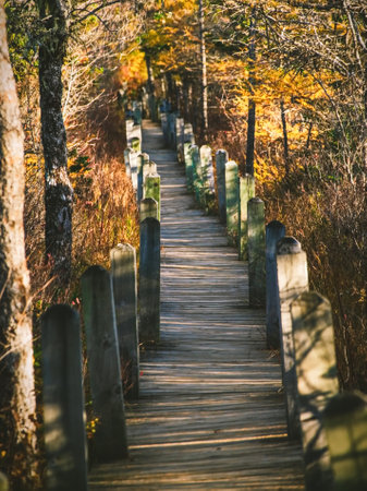 autumn,  pathway,  nature,   forest,   landscape,   fall,   foliage,   path,   travel,   trees,  ...