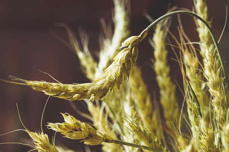 light,   wheat,   background,   grass,   decor,   harvest,   decoration,   rustic,   nature,  ...