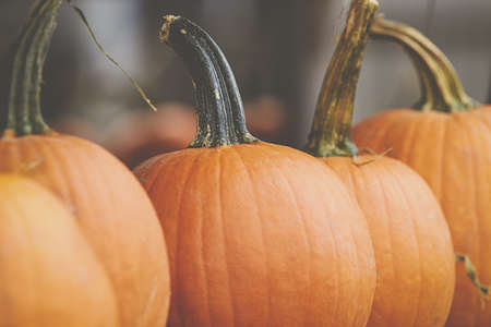 fall,   pumpkins,   background,   autumn,   agriculture,   food,   squash,   garden,   orange,  ...