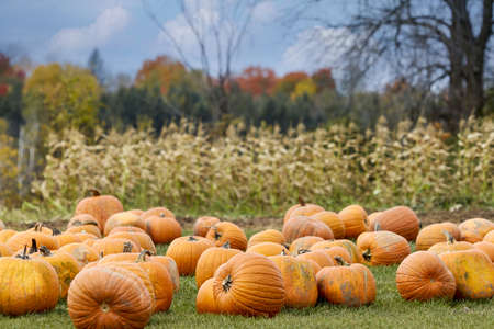 pumpkin,  patch,  background,  fall,   pumpkins,   autumn,   agriculture,   food,   squash,  ...