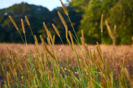 tall,  grass,  nature,   field,   meadow,   wheat,   country,   plant,   farm,   growth,   crop,  ...