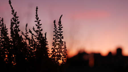 evening,  sky,  dusk,  warm,  orange,  climate,  sunset,  sun,  dawn,  landscape,  horizon, ...