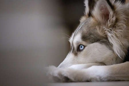 husky,  animal,  dog,  eyes,  portrait,   white,   cute,   siberian,   pet,   animal,   blue,  ...