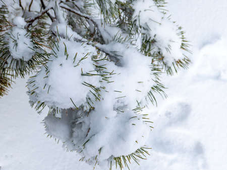 snow,   winter,   background,   tree,   close up,   christmas,   forest,   outdoor,   snowflake,  ...