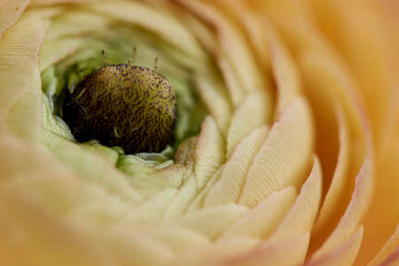 abstract,   flower,   background,   macro,   plant,   floral,   close up,   botany,   wallpaper,  ...