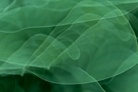 green,  abstract,  background,  leaves,  nature,  pattern,  defocus,  plant,  texture,  natural, ...