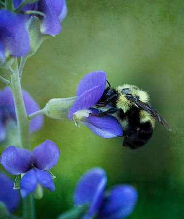 bee,   spring,   flower,   pollen,   nature,   outdoors,   wings,   garden,   bloom,   blossom,  ...