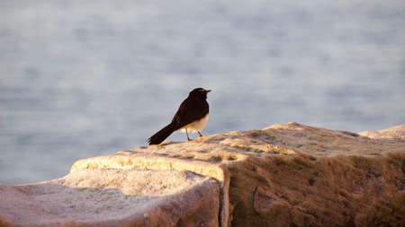 bird,   perched,   nature,   feather,   animal,   wildlife,   breast,   beak,   close up,  ...