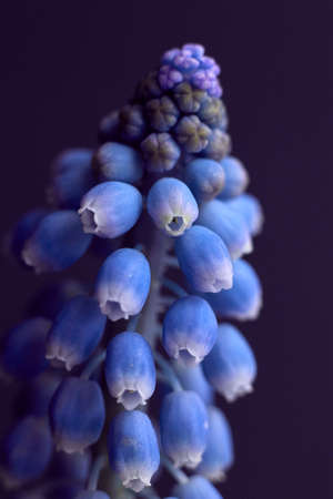 flower,   hyacinth,   grape,   nature,   muscari,   plant,   blue,   macro,   purple,   spring,  ...