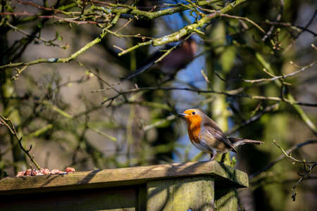 bird,   perched,   colorful,   animal,   feathers,   beak,   eyes,   close,   wildlife,   tree,  ...