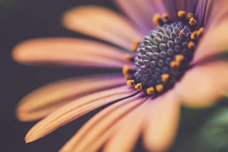 macro,   flower,   background,   floral,   close up,   petals,   colorful,   daisy,   plant,  ...