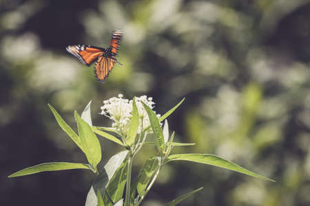 butterfly,   close up,   insect,   garden,   summer,   detail,   bug,   wings,   nature,   colorful,...