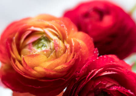 flower,   blossom,   macro,   close up,   fresh,   petals,   flora,   floral,   plants,   organic,  ...