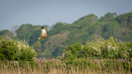 bird,  animal,  hawk,   diving,   field,   beak,   wings,   feathers,   flight,   hunting,   nature,...
