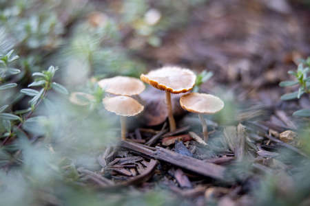 mushroom,   fungus,   nature,   autumn,   toxic,   fall,   poisonous,   forest,   natural,  ...