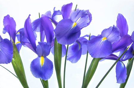 flower,   blossom,   iris,   isolated,   bouquet,   floral,   nature,   beautiful,   purple,  ...