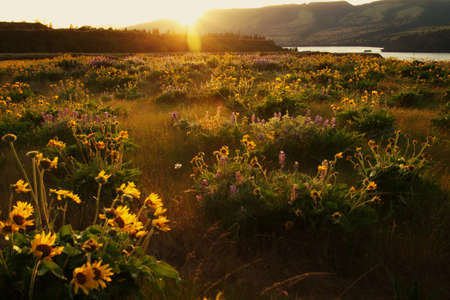 summer,   meadow,   sun,   nature,   wildflower,   plant,   sunrise,   sunlight,   field,   green,  ...