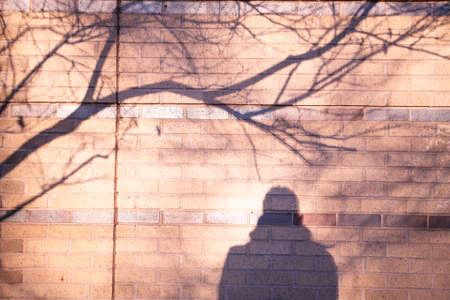 person,  shadow,  figure,  wall,  tree,  branch,   city,   silhouette,   background,   sunlight,  ...