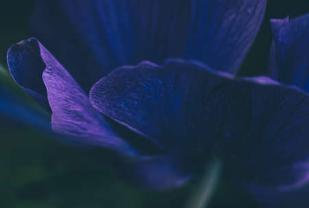 abstract,   flower,   background,   macro,   plant,   floral,   close up,   botany,   wallpaper,  ...