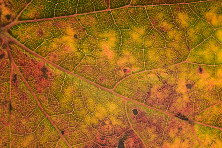 fall,  leaf,  background,  abstract,   nature,   october,   september,   autumn,   plant,   tree,  ...