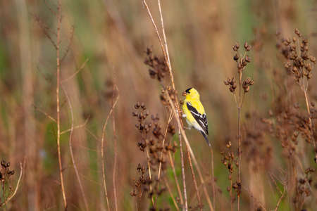bird,   perched,   close up,   nature,   birdwatching,   background,   feathered,   beak,   eye,  ...