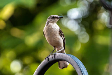 bird,   perched,   nature,   feather,   animal,   wildlife,   breast,   eye,   beak,   close up,  ...