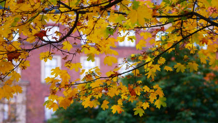 autumn,  tree,  fall,  leaves,  foliage,  colorful,  branches,  nature,  outdoors,  leaf,  golden, ...