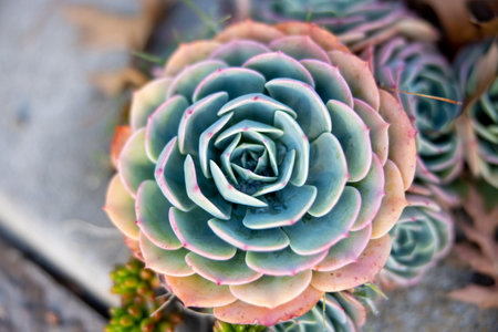 succulent,  plant,  macro,  colorful,  cactus,   leaf,   botanical,   flora,   green,   garden,  ...