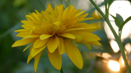 yellow, flower, close up,  bloom,  blossom,  nature,  petal,  flora,  floral,  colorful, ...