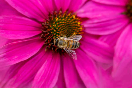 bee,   flower,   pollen,   nature,   outdoors,   wings,   garden,   bloom,   blossom,   botany,  ...