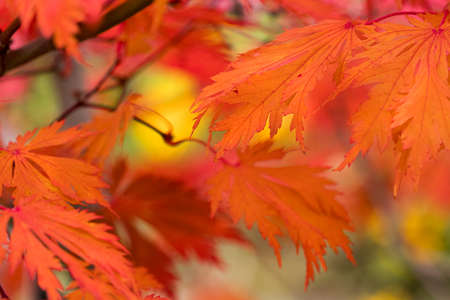 leaves,   fall,   autumn,   nature,   plants,   background,   leaf,   thanksgiving,   halloween,  ...