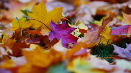 autumn,  leaves,  background,  leaf,  fall,  nature,  assorted,  thanksgiving,  halloween, ...