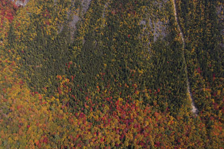 autumn,   trees,   aerial,   fall,   foliage,   nature,   pattern,   top,   view,   scenic,  ...