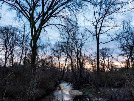 tree,   nature,   barren,   sky,   branch,   forest,   outdoor,   winter,   bare,   dead,   wood,  ...