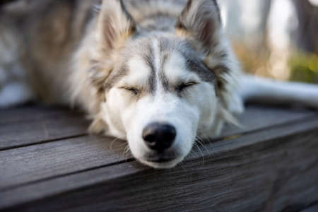 husky,   animal,   dog,   eyes,   portrait,   white,   siberian,   pet,   background,   friend,  ...