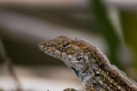lizard,   nature,   wildlife,   reptile,   animal,   creature,   exotic,   day,   outdoors, ...