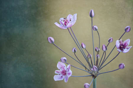 flower,   painting,   background,   floral,   abstract,   wallpaper,   art,   illustration,  ...