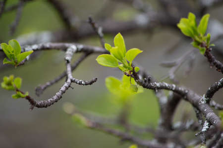 leaf,   freshness,   bud,   nature,   plant,   tree,   growth,   botany,   flora,   green,  ...