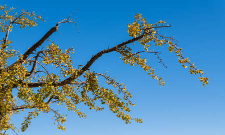 leaf,   nature,   background,   tree,   growth,   sky,   plant,   sunny,   day,   sunlight,   light,...