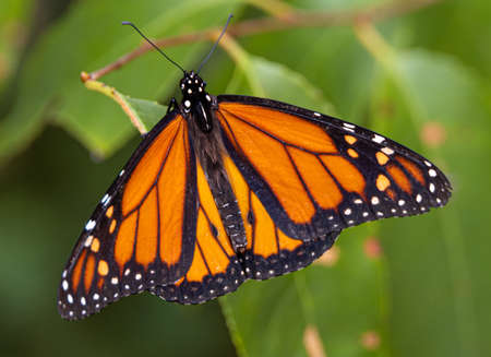 butterfly,   insect,   garden,   summer,   detail,   bug,   wings,   nature,   wild,   outdoor,  ...