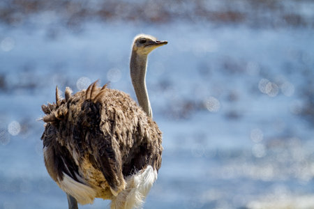ostrich,   bird,   feather,   safari,   animal,   wildlife,   flightless,   adventure,   beak,  ...