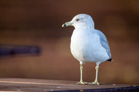 seagull,  bird,  animal,   wildlife,   sea,   wing,   feather,   beak,   gull,   nature,   outdoor, ...