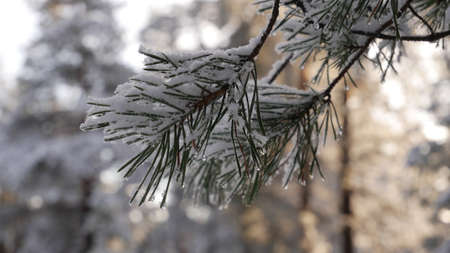 snow,  branch,  tree,  pine,  spruce,  winter,  close up,  snowy,  covered,  cold,  seasonal, ...