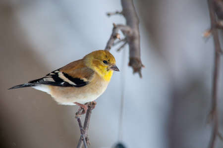 bird,   perched,   close up,   nature,   birdwatching,   background,   feathered,   beak,   eye,  ...