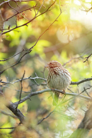 bird,   perched,   close up,   nature,   birdwatching,   background,   feathered,   beak,   eye,  ...